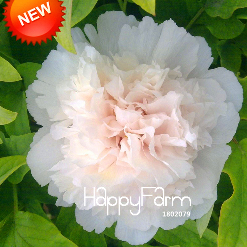 25color Selectable Authentic Chinese Peony Flower Potted Blooms 10piece Seed Pack 03781f - 2