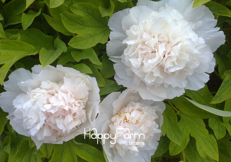 Toprated Dualtone White And Purple Peony Flower Seeds Style Pack Of 10 - 14