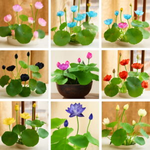 5pcs Lotus Flower Bonsai Aquatic Plants Water Lily Flores Plant Home Garden Seeds