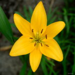 Lily Flower Garden Plants Potted Perfume Plantas Indoor Bonsai Air Mixing Colors 50 Pcs B2pve2 Seeds - 4