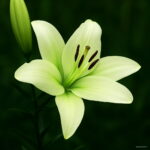 Lily Flower Garden Plants Potted Perfume Plantas Indoor Bonsai Air Mixing Colors 50 Pcs B2pve2 Seeds - 2