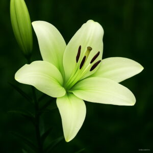 Lily Flower Garden Plants Potted Perfume Plantas Indoor Bonsai Air Mixing Colors 50 Pcs B2pve2 Seeds - 2