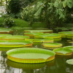 Big Victoria Amazonica Giant Waterlily Bonsai 5 Pcs Lotus Aquatic Plant Vcamn9 Seeds - 4