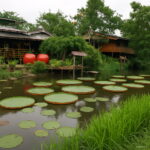 Big Victoria Amazonica Giant Waterlily Bonsai 5 Pcs Lotus Aquatic Plant Vcamn9 Seeds