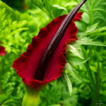 Lowest Price 100 Pcs Lot Giant Lily Voodoo Plant Potted Bonsai Garden Courtyard Seeds