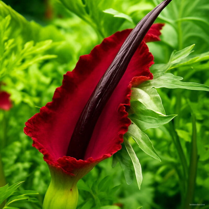 Lowest Price 100 Pcs Lot Giant Lily Voodoo Plant Potted Bonsai Garden Courtyard Seeds