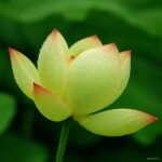 Big Water Lilies Bonsai Lily Plants Bowl Lotus Garden - 10 Piecess V1kzqn Seeds - 6