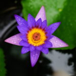 Big Water Lilies Bonsai Lily Plants Bowl Lotus Garden - 10 Piecess V1kzqn Seeds - 3