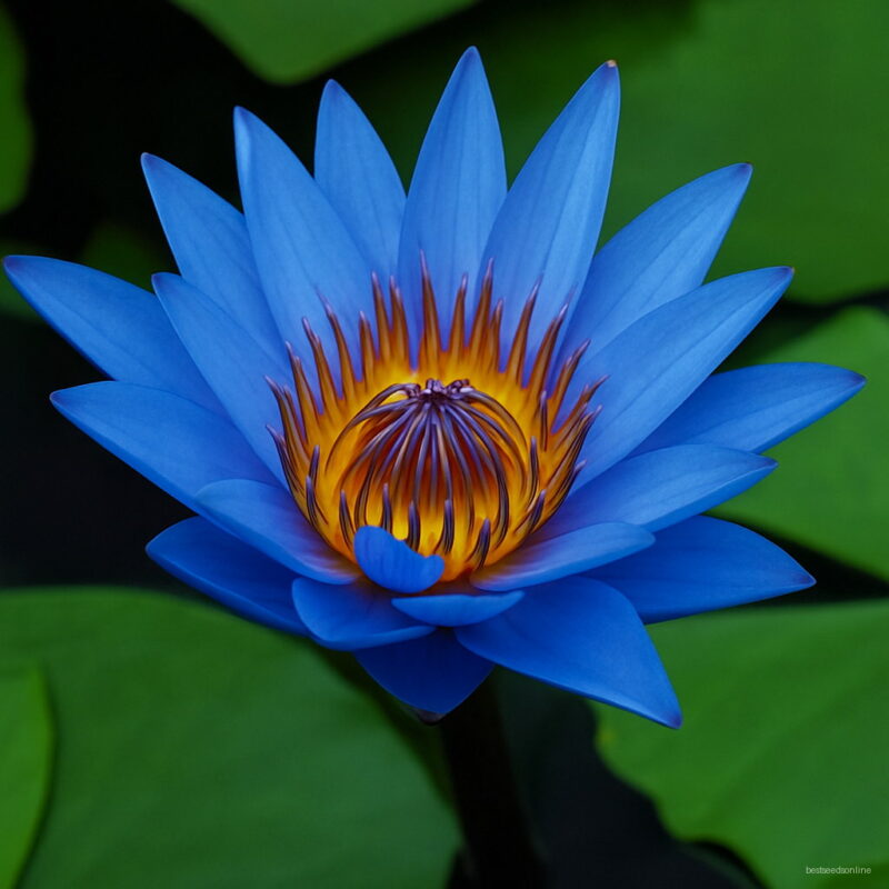 Big Water Lilies Bonsai Lily Plants Bowl Lotus Garden - 10 Piecess V1kzqn Seeds