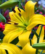 Time-limit 50 Pcs Perfume Lily Flores Not Bulbs Lilium Bonsai Flower Plantas Plant Home Garden Pleasan Seeds - 3