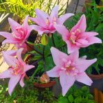 Time-limit 50 Pcs Perfume Lily Flores Not Bulbs Lilium Bonsai Flower Plantas Plant Home Garden Pleasan Seeds