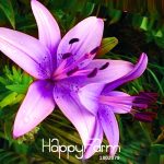 50 Pieces Purple Pink Lilium Brownii Plants Balcony Bonsai Courtyard Plant Flowers Lily Garden Slascs Seeds - 2