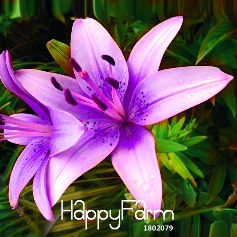 50 Pack Purple Pink Lilium Brownii Seeds For Balcony Courtyard Lily Flower Landscaping - 1