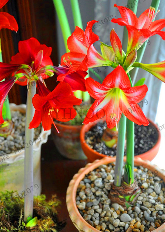 Affordable Large Bulb True Amaryllis Bulbs Hippeastrum Flowers Barbados Lily Potted Seeds For Indoor Decorations - 8