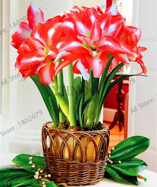 Affordable Large Bulb True Amaryllis Bulbs Hippeastrum Flowers Barbados Lily Potted Seeds For Indoor Decorations - 6