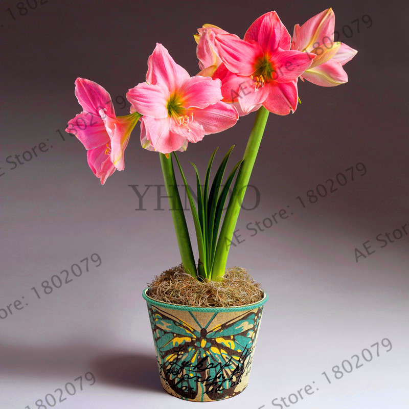 Affordable Large Bulb True Amaryllis Bulbs Hippeastrum Flowers Barbados Lily Potted Seeds For Indoor Decorations - 1