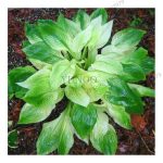 Fresh 100pcs Hosta Bonsai Perennial Plantain Lily Flower Grass Ornamental Plants Home Garden Ground Cover Plant Gro Seeds - 2