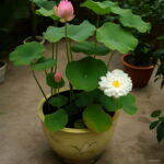 Hot 5pcs Bowl Lotus Plantas Hydroponic Plants Aquatic Flower Pot Water Lily Flores Bonsai Home Garden Seeds - 6