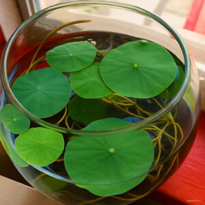 Hot 5pcs Bowl Lotus Plantas Hydroponic Plants Aquatic Flower Pot Water Lily Flores Bonsai Home Garden Seeds