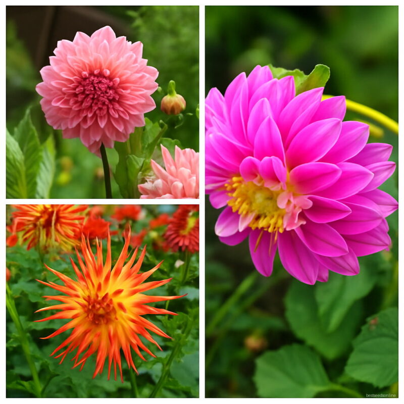 Dahlia Seeds at Free Shipping & Up to 70 OFF