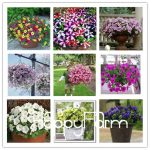 200 Pcs Pack Mix Garden Petunia Shuttlecock Flower Horn Bonsai Plant Ttzp53 Seeds - 2