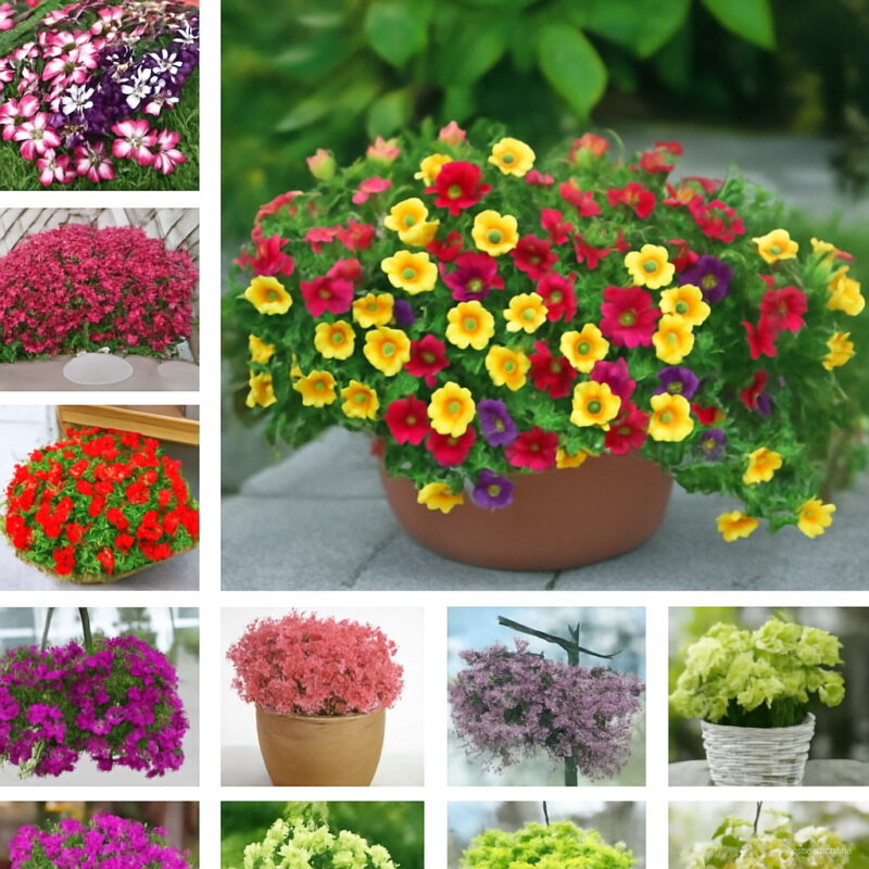 200 Pcs Pack Mix Garden Petunia Shuttlecock Flower Horn Bonsai Plant Ttzp53 Seeds