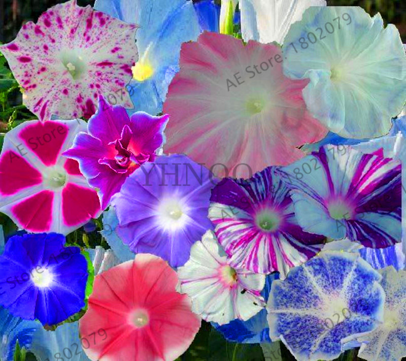 50pcs Vibrant Mixed Petunia Seeds Ideal For Balcony Patio Or Indoor Greenhouse Easygrow Flowers - 14