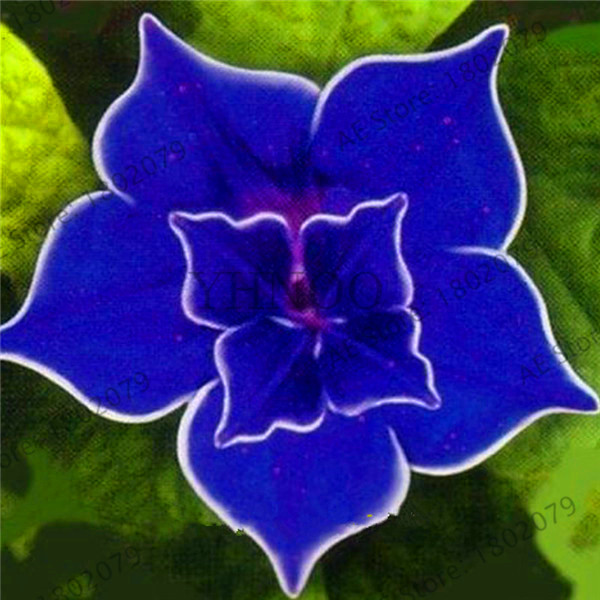 50pcs Vibrant Mixed Petunia Seeds Ideal For Balcony Patio Or Indoor Greenhouse Easygrow Flowers - 1