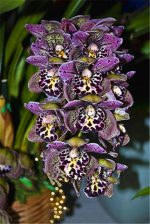 Potted Flowers Orchid Bonsai Cymbidium Garden Cicada Flowering 100pcs T4tksw Seeds - 5