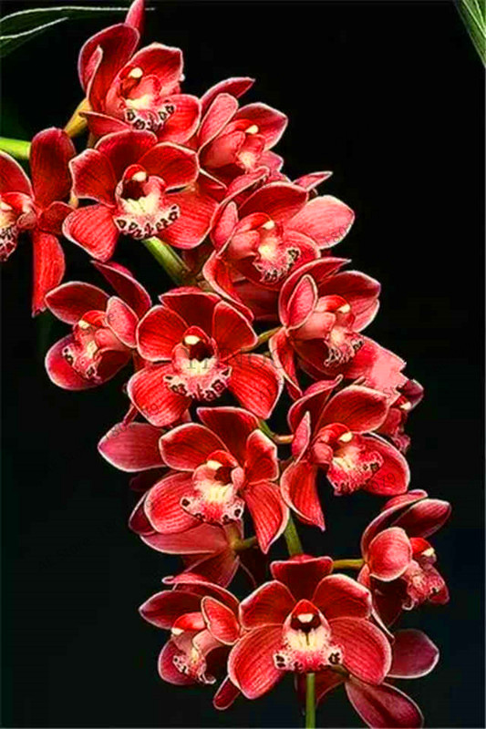 100pcs Cymbidium Orchid Seeds Exotic Flowering Cicada For Indoor And Outdoor Decoration T4tksw - 8