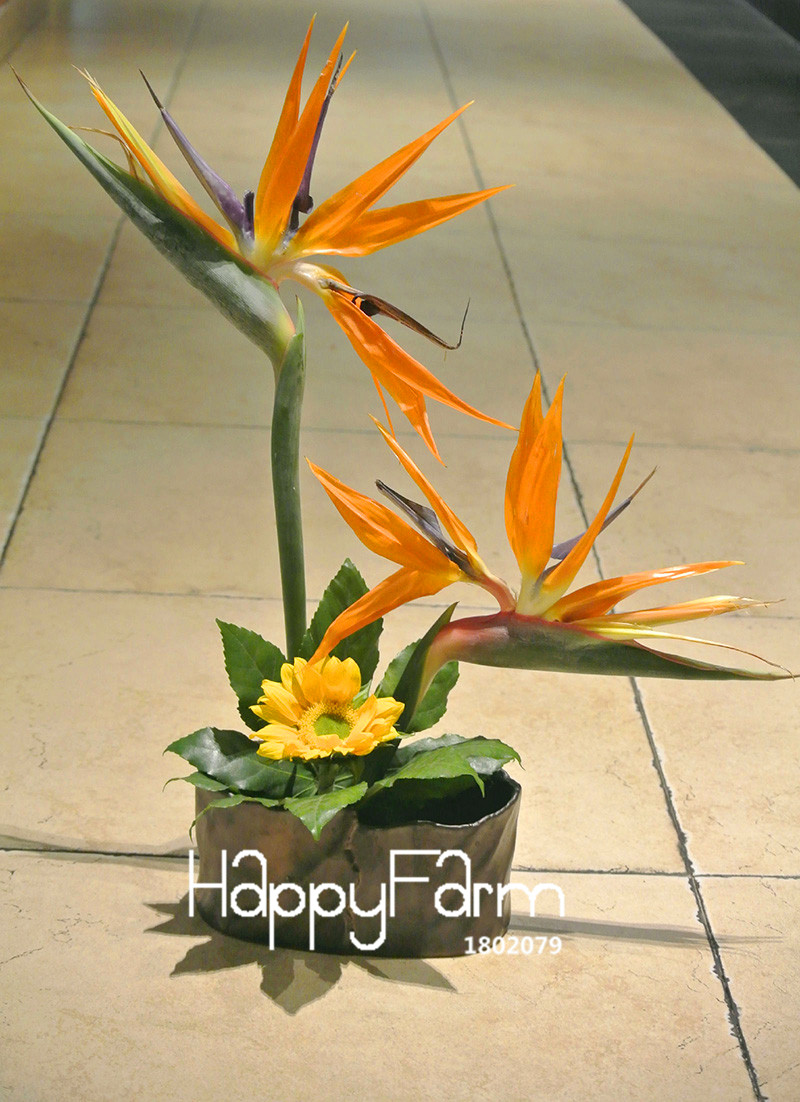 Exotic Indoor Strelitzia Bird Of Paradise Orchid Hybrid Perennial Seeds 100 Pieces 70e1pm - 16