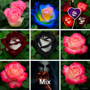 Big White Heart Pink Side Rose Bonsai 24 Colors Plants Potted Flower Garden Balcony 200 Pcs Lot Db80dk Seeds