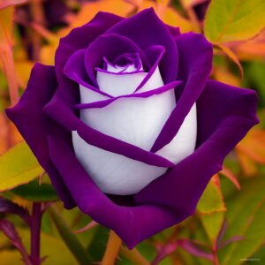 Lowest Price 100 Pcs Climbing Roses Plants Chinese Flower Plantas Perennial Garden Bonsai Plant Home Garde Seeds - 2