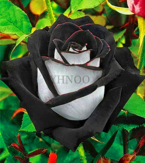 Affordable 100 Pieces Chinese Climbing Roses Flower Seeds Perennial For Outdoor Landscaping And Greenery Decoration - 2