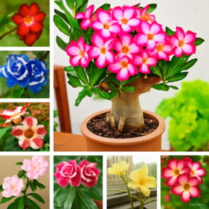 4pcs Mixed Color Adenium Obesum Flores Desert Rose Plantas Bonsai Flower Plante Home Garden Planting To Seeds