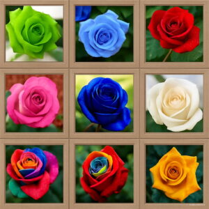 Loss Flower Pots Planters 20 Kinds100 Pcs Pack Rainbow Rose Garden Beautiful Plantas Bonsai Plants Flores 03jd Seeds