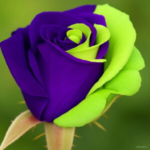 100 Pcs Purple And Green Rose Flower Plants High-grade Bonsai Seeds