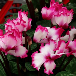 Fresh Cyclamen Bonsai Floreslings Plants Primrose Flowers Garden 100 Pcs Package 3vrnry Seeds - 2