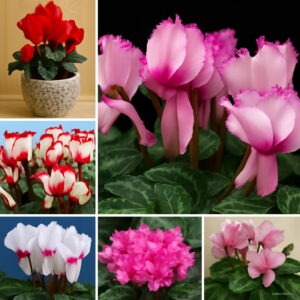 Fresh Cyclamen Bonsai Floreslings Plants Primrose Flowers Garden 100 Pcs Package 3vrnry Seeds