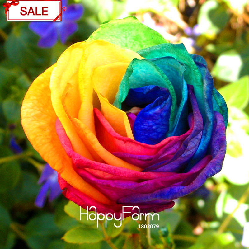 Discounted Pack Of 100 Rainbow Rose Seeds Vibrant Multicolored Blooms For Indooroutdoor Beautification Nwmy8h - 5