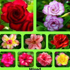 Best-selling 1 Pcs A Desert Rose Plant Bonsai Garden Courtyard Balcony Potted Flowers Seeds