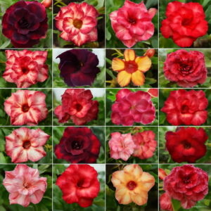 Adenium Obesum Flores 12 Pcs Desert Rose Flower Plantas 100 Kinds Mixed Bonsai Perennial Plants Home & Garden Seeds