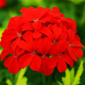Fresh 10pcs Geranium Plants Appleblossom Rosebud Pelargonium Perennial Flower Garden Hardy Plant Bonsai Potted Seeds - 2