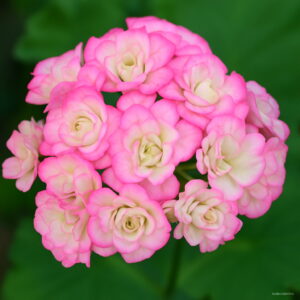 Fresh 10pcs Geranium Plants Appleblossom Rosebud Pelargonium Perennial Flower Garden Hardy Plant Bonsai Potted Seeds