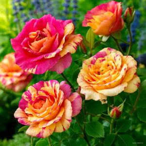 50pcs Mixed Color Candy Stripe Rose Plants Bonsai Plant Flower Plantas Home Garden Yellow And Red Floresling Seeds