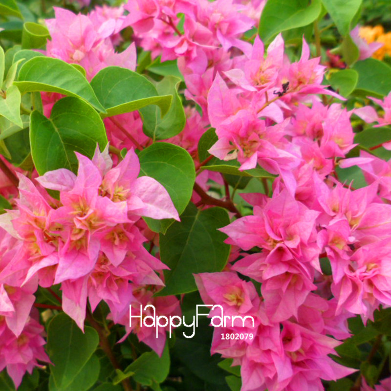 100 Pcs Rose Pink Bougainvillea Spectabilis Seeds For Longlasting Blooms M9tn3t - 1