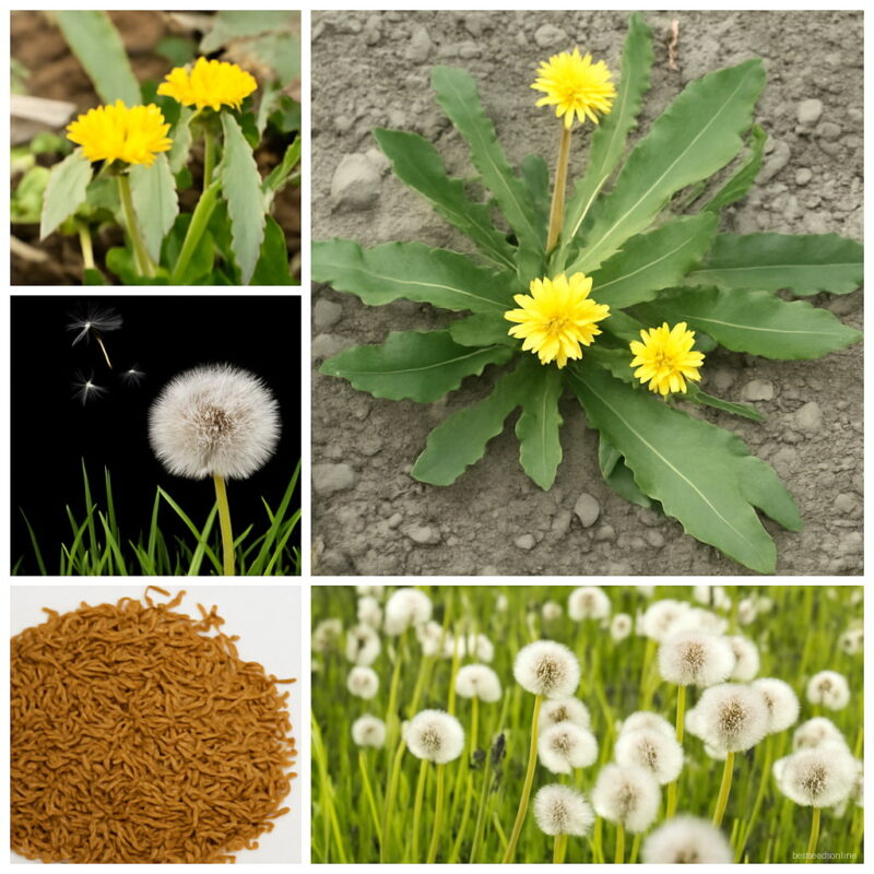 100 Pcs Beautiful Dandelion Bonsai Taraxacum Mongolicum Flower Seeds