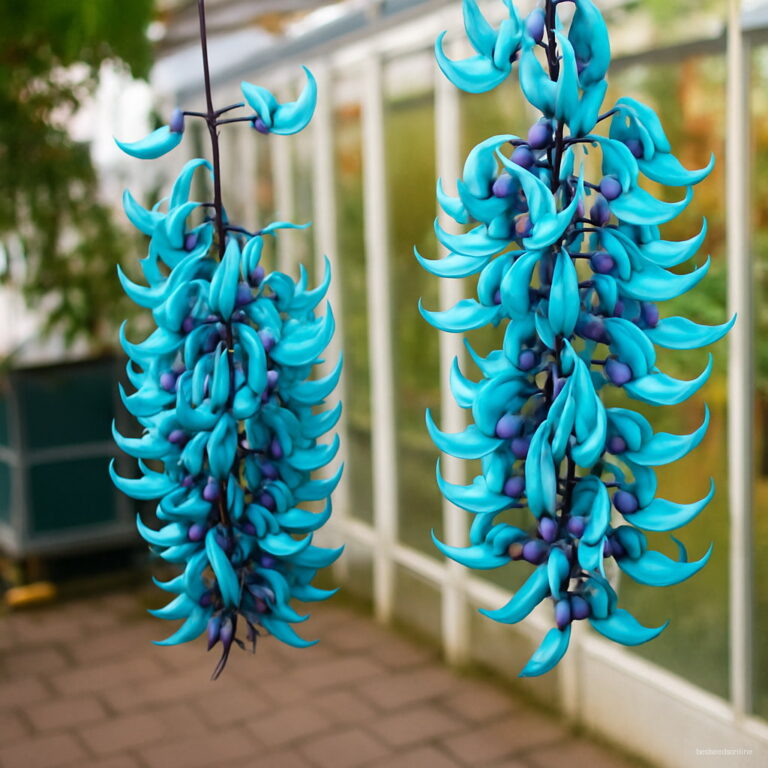 Endangered Jade Vine Strongylodon Macrobotrys Seeds 10 Pcs Free Shipping
