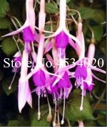 Double Petals Fuchsia Bonsaibonsai Balcony Flower Flowers Plants Hanging 200 Pcs - 6