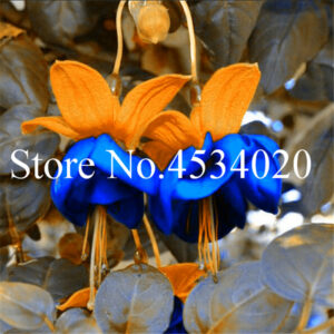 Double Petals Fuchsia Bonsaibonsai Balcony Flower Flowers Plants Hanging 200 Pcs - 2